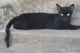 小猫蹲坐半小时，不吃现成的猫粮，却吃阿姨的米饭，被“毒”怕了图片