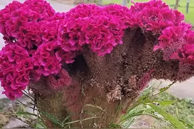 这种植物叫“鸡冠花”，全身都是宝，多数人不知道图片