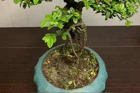 雀梅盆景，高提根造型超美图片