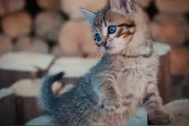 普通工薪族不配养猫？养猫6年，告诉你猫粮什么牌子好又便宜图片