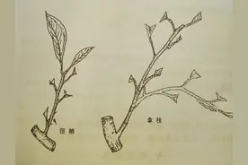 柑橘的主要修剪方法图片