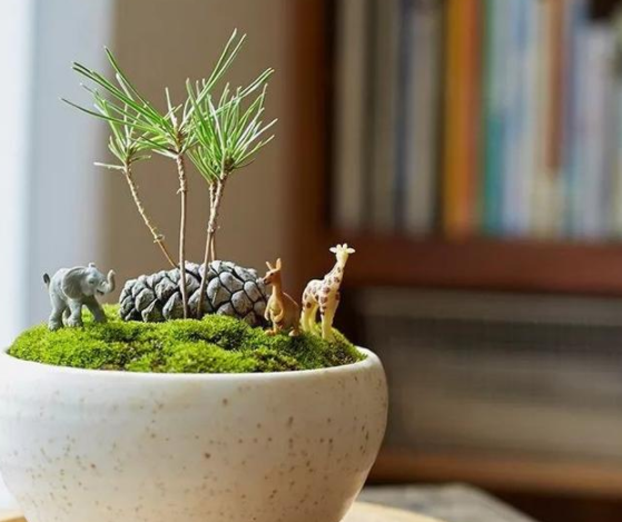 松塔怎么取出松子 松塔怎么取出松子视频_品学知识网