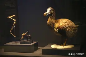 毛里求斯渡渡鸟，欧洲人只用了70年，就灭绝了这一独有的生物图片