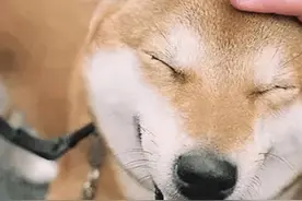 经常摸狗狗的头，在它们眼中，有6个意思图片