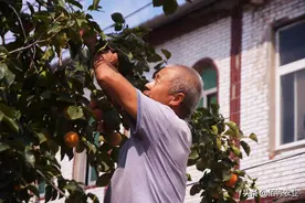 柿子树上有白点，按压有“血液”，喷农药效果差，有防治妙招吗？图片