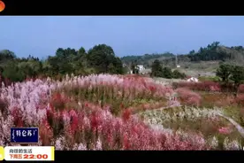 《向往的生活5》公布选址画面，但今年蘑菇屋的“户型”太寒酸图片