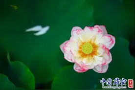 美爆！白洋淀的荷花开了图片