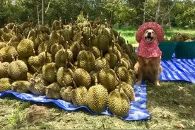 榴莲摊的老板竟是一只“金毛犬”，7年卖榴莲获得最美笑容服务奖图片