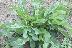农村野菜“土大黄”，过去牲畜都不爱吃，现在却成了时髦野草图片