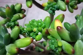 4种开花分外漂亮的多肉图片