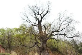 河南小山村有棵千年古树，每年天降两担干柴，有人添土却没人取柴图片