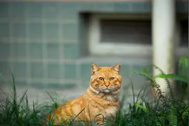 流浪橘猫，联合附近超市，对路人进行碰瓷，这也太聪明了吧图片