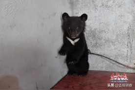 去年长白山那只被母熊丢弃、奄奄一息的黑熊幼崽得到人类救助，如今长大啦……图片