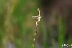 广州相当不错的观鸟地，你去过几个呢？图片