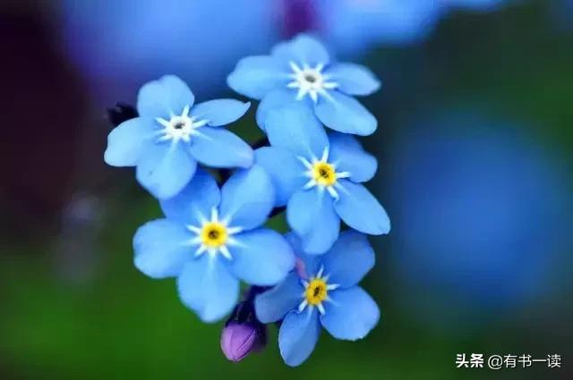 顾城最经典的8首短诗，你都读过几首？值得慢慢品读