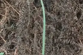 我长带状疱疹经历图片