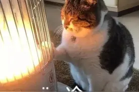 关于冬天猫咪取暖过冬的6个小技巧，值得收藏图片