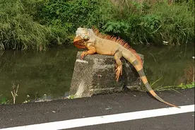 失控的“侏罗纪”？网友发现巨大的蜥蜴在晒太阳，疑为濒危动物图片