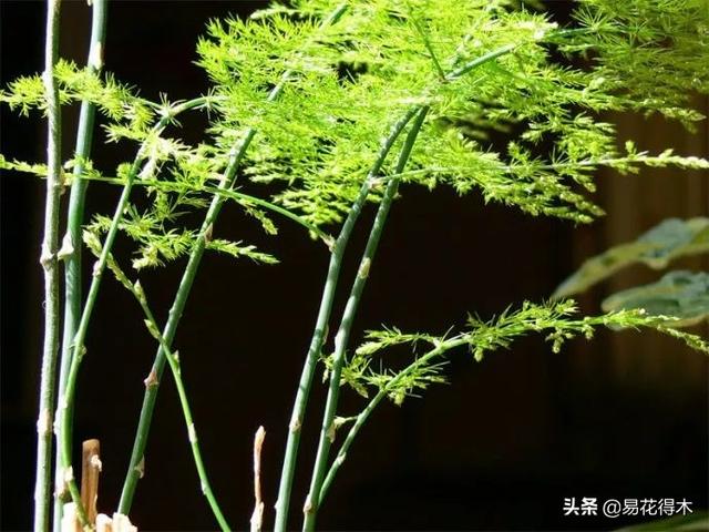 武竹又叫狐尾天门冬，观花观叶观果，和文竹观赏价值不相上下