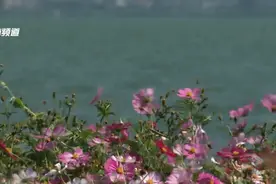 滇池边的格桑花盛放中图片