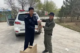 事发共和！有人捡了一只狼崽……图片
