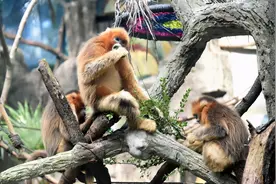 金丝猴宝宝帮新“奶奶”理毛发，武汉动物园上演温情一幕图片