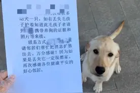 男子捡了只流浪狗，养了3天后不想还了，众多网友却很支持图片