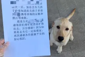 男子捡了只流浪狗，养了3天后不想还了，众多网友却很支持图片