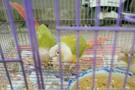 16年鸟市国产鹦鹉并不少，价格不贵白眼狼，你会养吗？图片