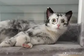 你知道猫也会白癜风吗？生病后可能比从前“更可爱”图片