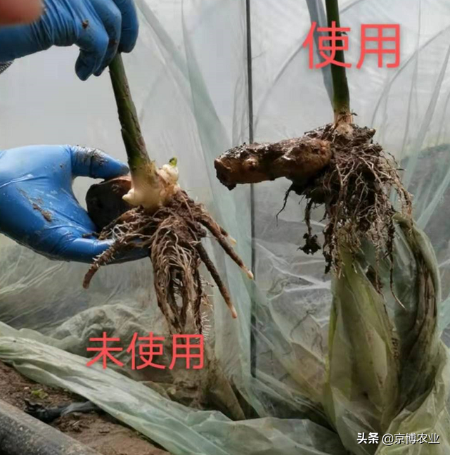 作物根系少？看如何爆发式生根