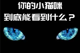 如何让小猫咪乖乖陪你看电视，打游戏？猫在屏幕里究竟看到了什么图片