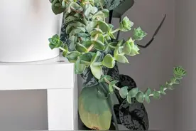新手养好盆栽多肉的几个秘诀，选些好养的品种也是极其关键的图片