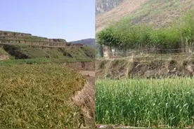 "南食稻，北吃麦"——南北"吃文化"从古至今都存在图片