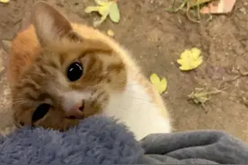 流浪猫太懂事，乖巧讨食还粘人，每天都把女子送回家，却从没进屋图片