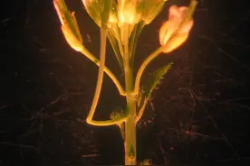 来看看新发现的植物体器官——“悬臂”图片