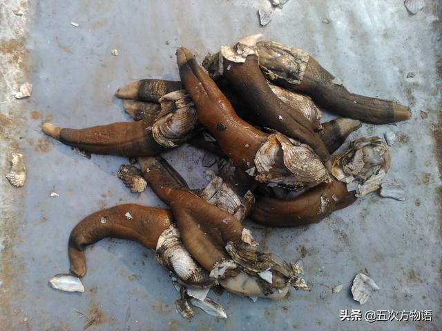 六耳赤嘴鱼胶有收藏价值吗 2026年六耳赤嘴鱼胶的功效和作用