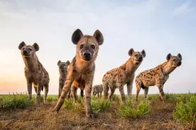 作为非洲二哥的鬣狗，不怕狮子，却怕非洲人？看看非洲人怎么对它图片