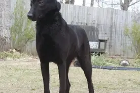 中国东北最凶猛的2种犬，10只藏獒都斗不过图片