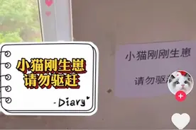 抖音直播看哭百万人：那些小动物的改变，散发着温柔的光图片