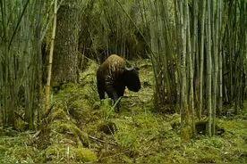 看，西藏这些珍稀野生动物“露脸”啦！图片