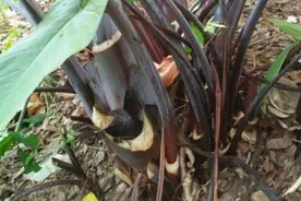 1种植物生得好，茎、根、花全能吃，营养丰富，全身是宝图片