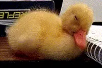 笑话出品搞笑GIF：神似上课打瞌睡的你，太困了眼睛真的睁不开图片