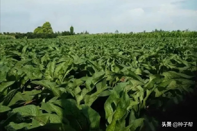 有关俄罗斯饲料菜畜牧价值，你想知道的都在这里了