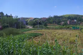 短篇艳情辛酸史之农村相亲记图片