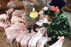 养殖业风暴来袭，禁养加码，规模养殖场成香饽饽，散养户何去何从图片