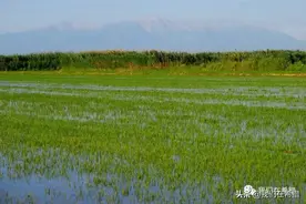 希腊大米零售价比中国要贵出30%以上，这是为什么呢？图片