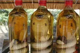 为什么毒蛇泡了几年还没死，有的还会从酒瓶里窜出来咬人！图片