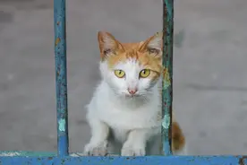 北京惊现流浪猫豪宅，保安大叔添水，居民点外卖云投喂，太有爱了图片