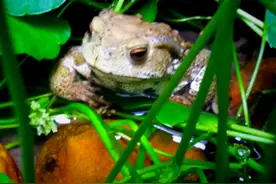 可爱而美好的金蟾…图片